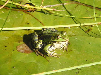 High angle view of frog in lake