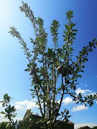 Low angle view of flowering plant against blue sky