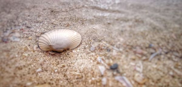 Close-up of seashell on beach