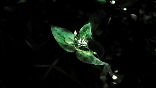 Close-up of green flower