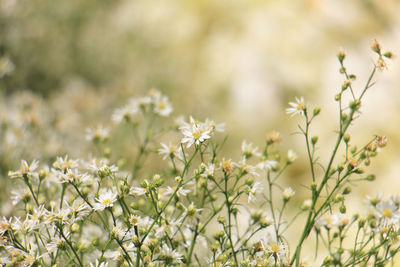 Chrysanthemum tea is a flower-based infusion beverage most popular in china