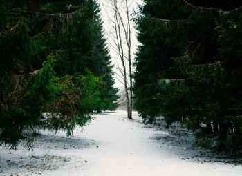 Road amidst trees in forest during winter