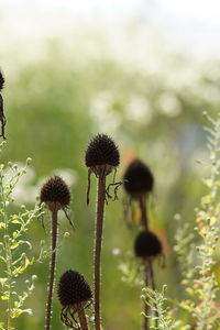 Close-up of flowering plant on field