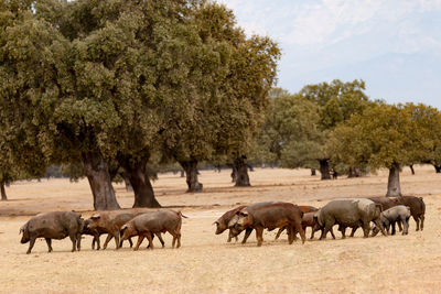 Horses grazing in a field