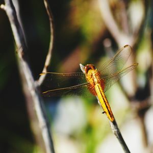 Close-up of dragonfly