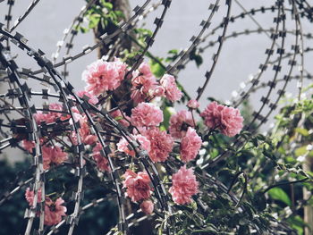 Close-up of pink cherry blossoms in spring