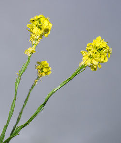 Close-up of yellow flowering plant against white background