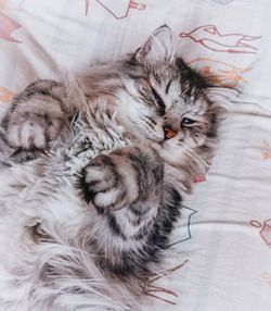cat