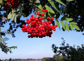 Low angle view of cherries on tree against sky