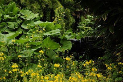 View of flowering plants and trees in forest