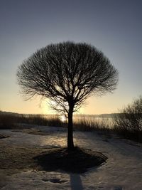 Silhouette tree against clear sky during sunset