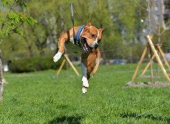 Dog running on field