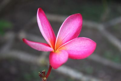 Close-up of pink flower