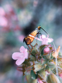 Close-up of butterfly pollinating on pink flower