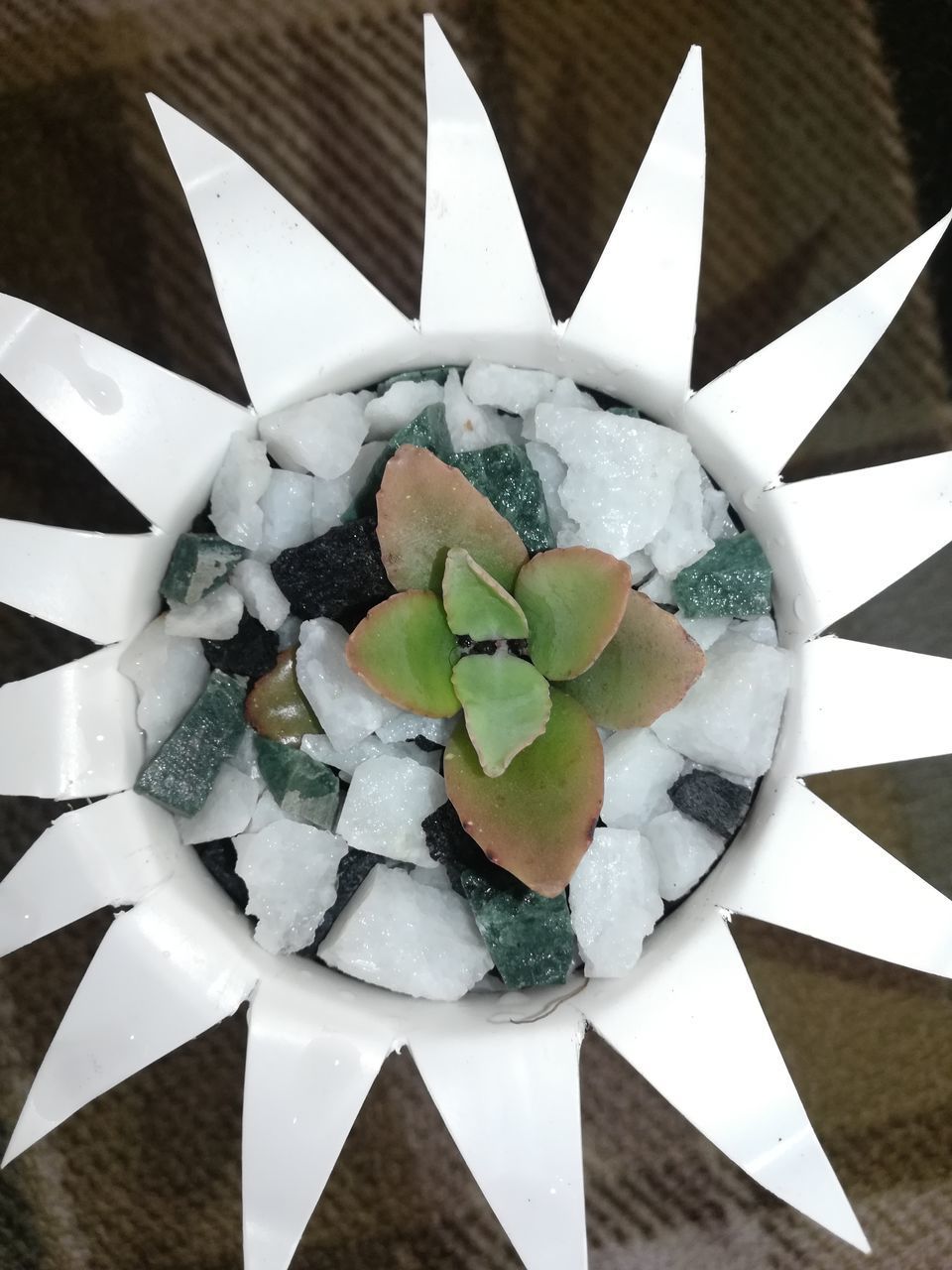 HIGH ANGLE VIEW OF WHITE FLOWERS ON TABLE