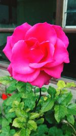 Close-up of pink rose flower