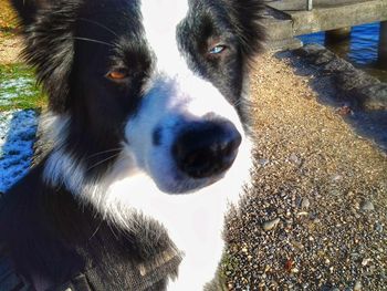 Close-up of dog against sky