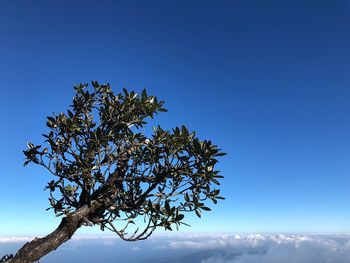 Low angle view of tree against blue sky