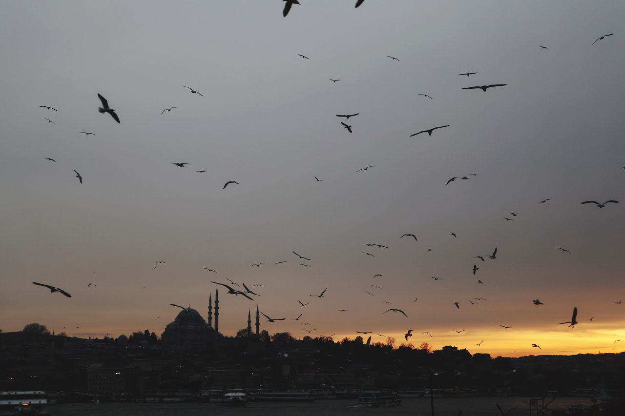 BIRDS FLYING IN SKY