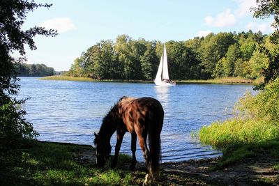 Horse standing in lake against sky