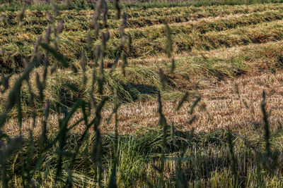 Plants growing on field