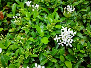 Full frame shot of white flowering plants