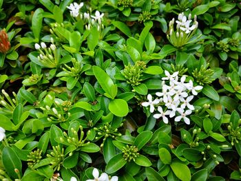 Full frame shot of white flowering plants