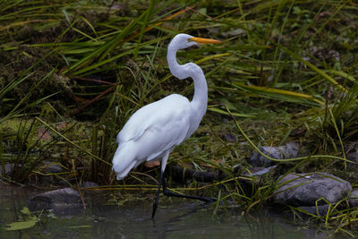 Close-up of white bird on field