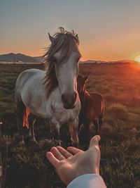 Close-up of a horse on field during sunset