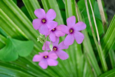 Close-up of pink flowering plant