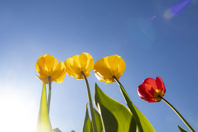 Low angle view of yellow tulips against sky