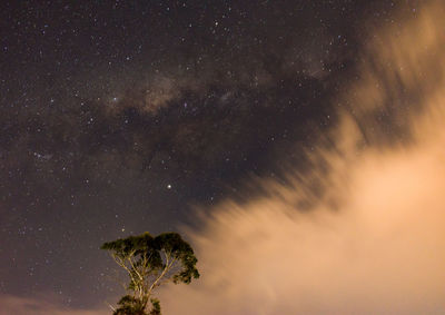 Low angle view of tree against sky at night