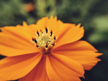 Close-up of orange flower blooming outdoors