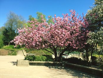 Pink cherry blossoms in spring