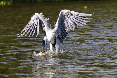 Bird flying over water