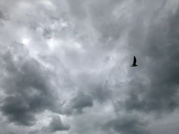 Low angle view of bird flying in sky