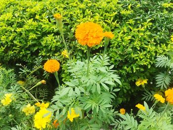Close-up of marigold blooming outdoors