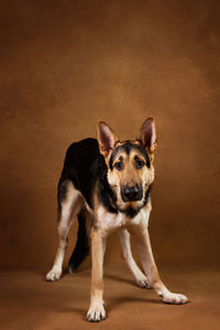 Portrait of dog standing against gray background