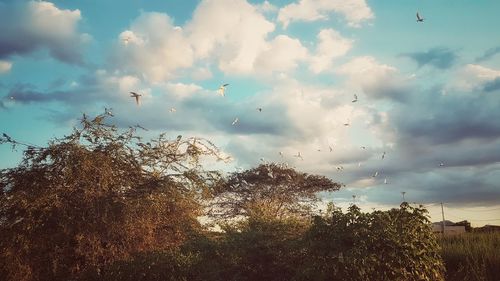 Low angle view of birds flying against sky