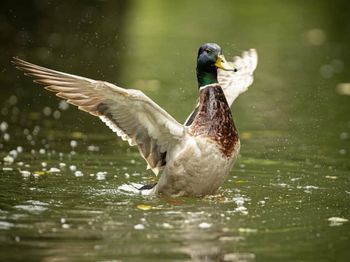 Duck swimming in lake