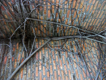 Low angle view of bare tree against wall