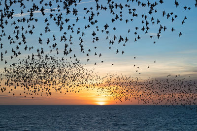 Starling murmuration as seen from brighton palace pier at sunset