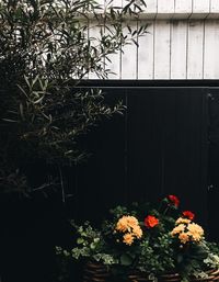 Close-up of potted plants on back yard