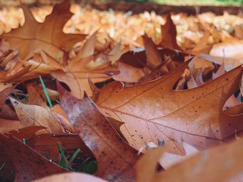 Close-up of maple leaves on ground