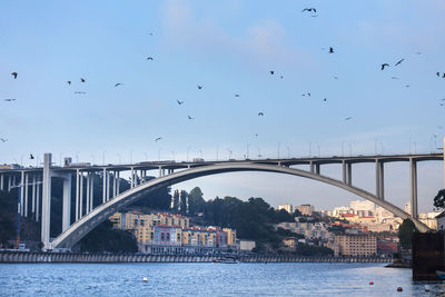 Flock of birds flying over bridge in city