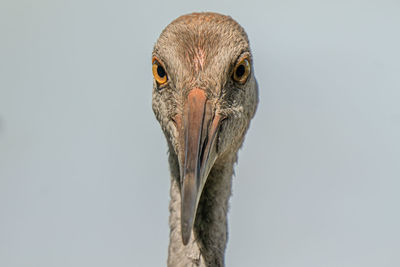 Close-up of a bird over white background