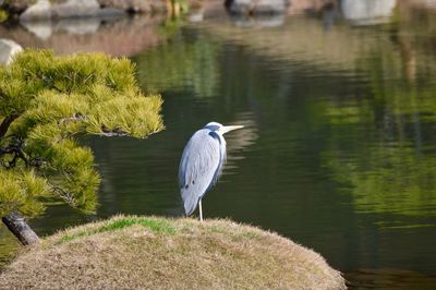 Gray heron perching on tree by water