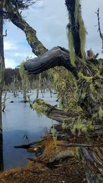 Scenic view of lake in forest against sky