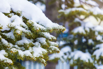 Snow staying on pine tree branches