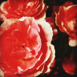 Extreme close-up of red rose